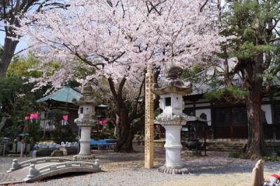 平成27年 大泉寺の桜